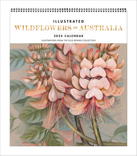 Cover image for Illustrated Wildflowers of Australia 2024 Deluxe Wall Calendar